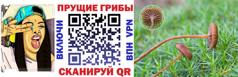 Галлюциногенные грибы Cubensis  сколько стоит  Уржум 